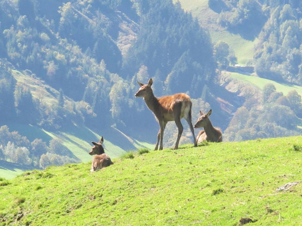 Hotel Simmerlwirt ニーデラウ エクステリア 写真